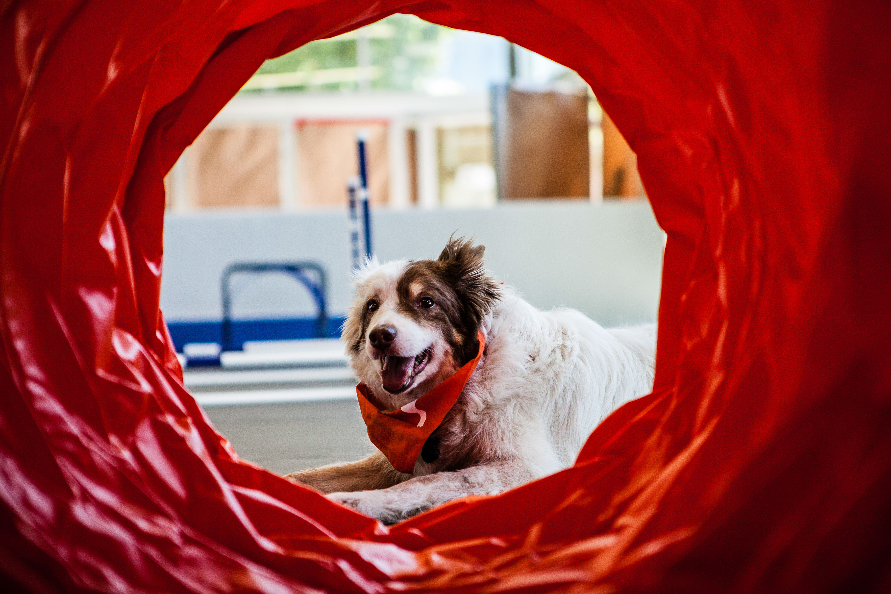 Dog lying down looking through play tunnel