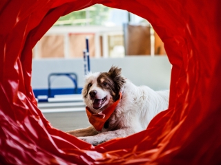 Dog lying down looking through play tunnel
